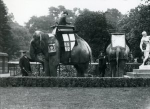 Riding Elephants Bedecked for the Peace Day Celebrations